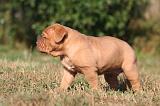 DOGUE DE BORDEAUX 445